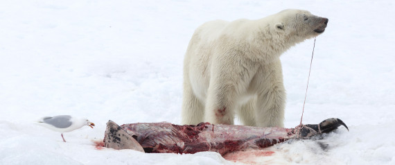 Conséquence du réchauffement climatique, les ours polaires ...