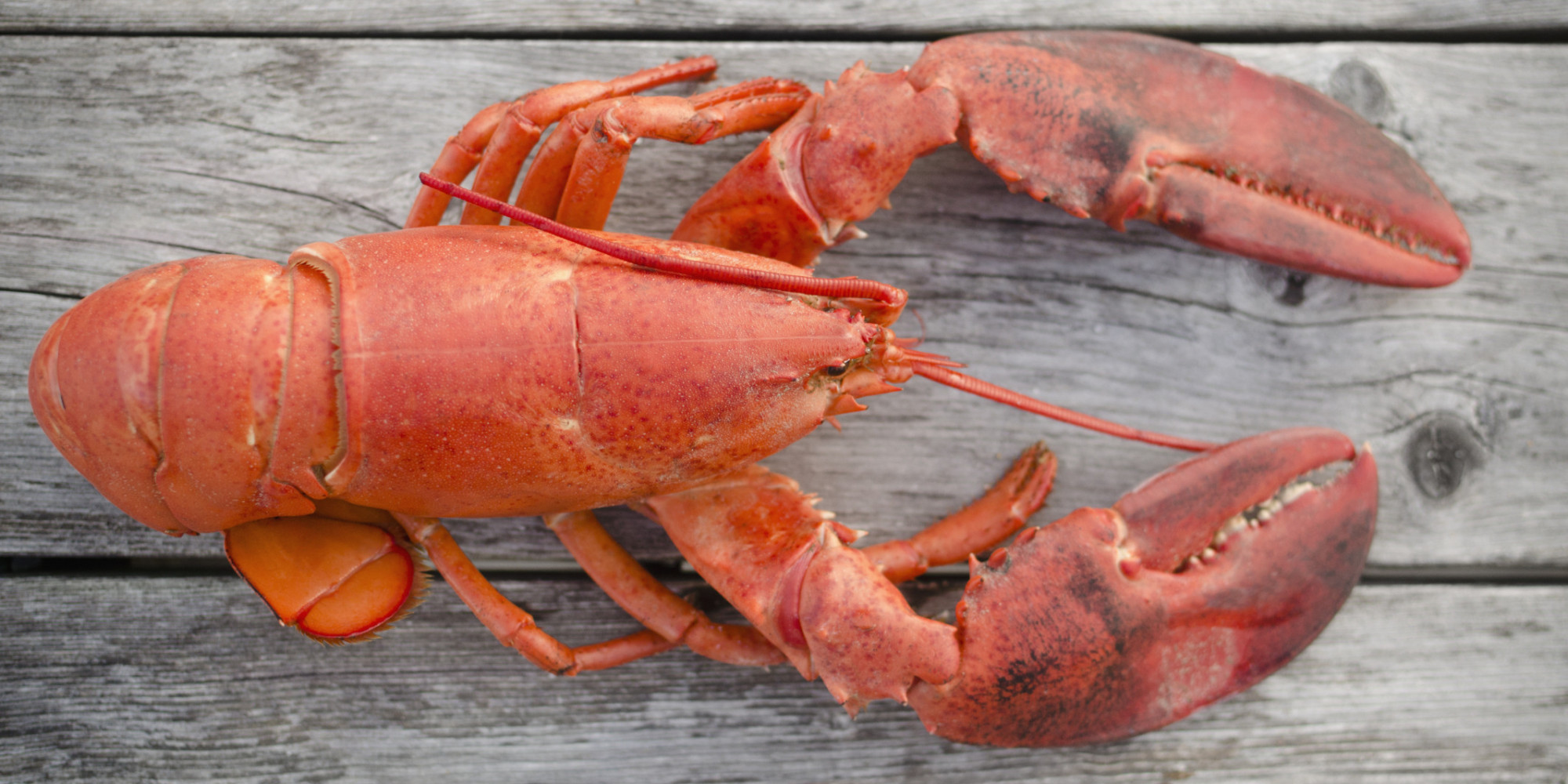 Lobsters Pee From Their Faces And 8 More Facts About Our Favorite Crustaceans