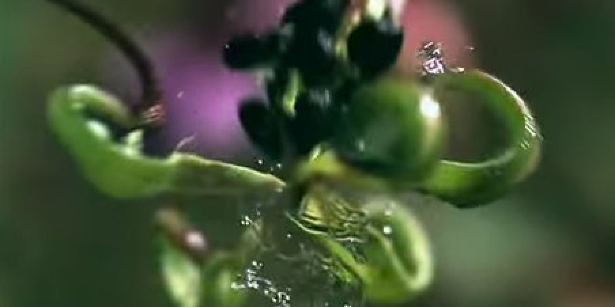 Exploding Plants Are Blowing Up The Thanks To