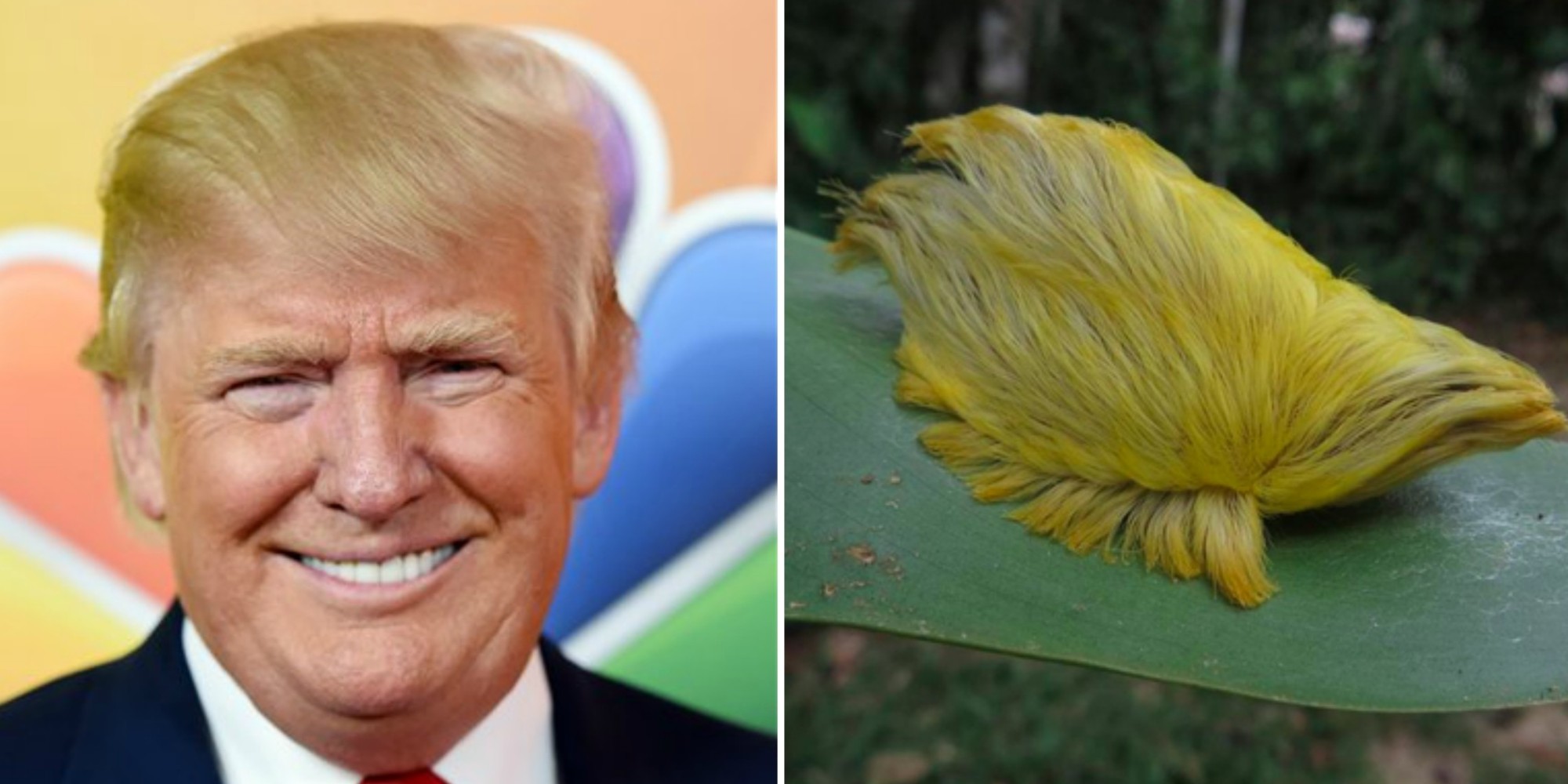Donald Trump Is Running For President. Here Are 11 Animals Who Share