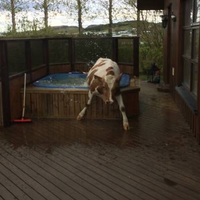 vaca na hidromassagem
