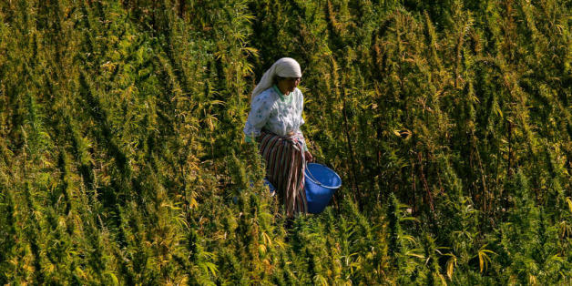 Bientôt une agence nationale pour la culture du cannabis?