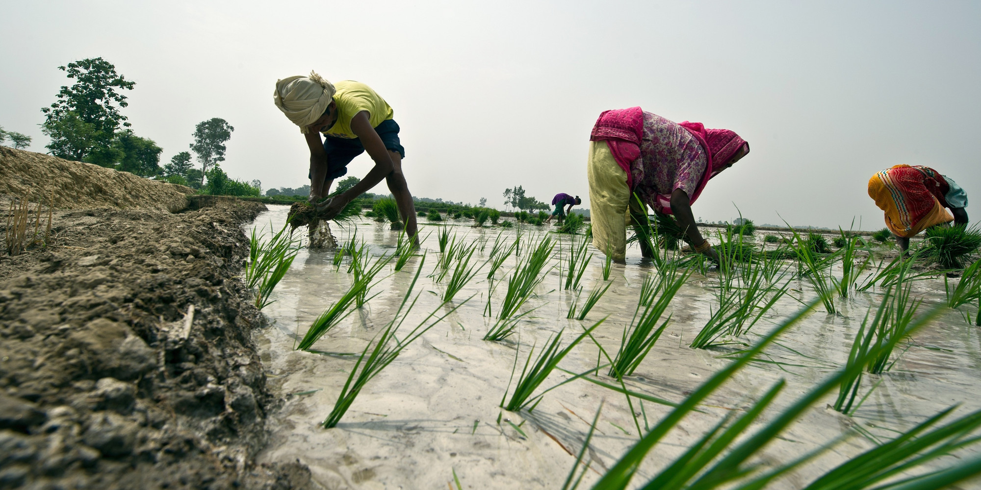 Adequate Rainfall Has Helped Farmers Pick Up Their Sowing Pace | HuffPost