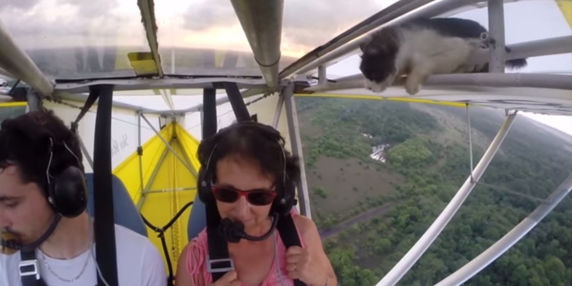 Cat Takes Accidental Ride On An Airplane (VIDEO) HuffPost