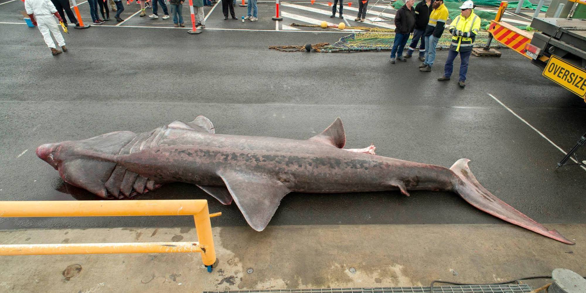 20 Foot Basking Shark Caught In Australia Is A Rare Boon For Scientists