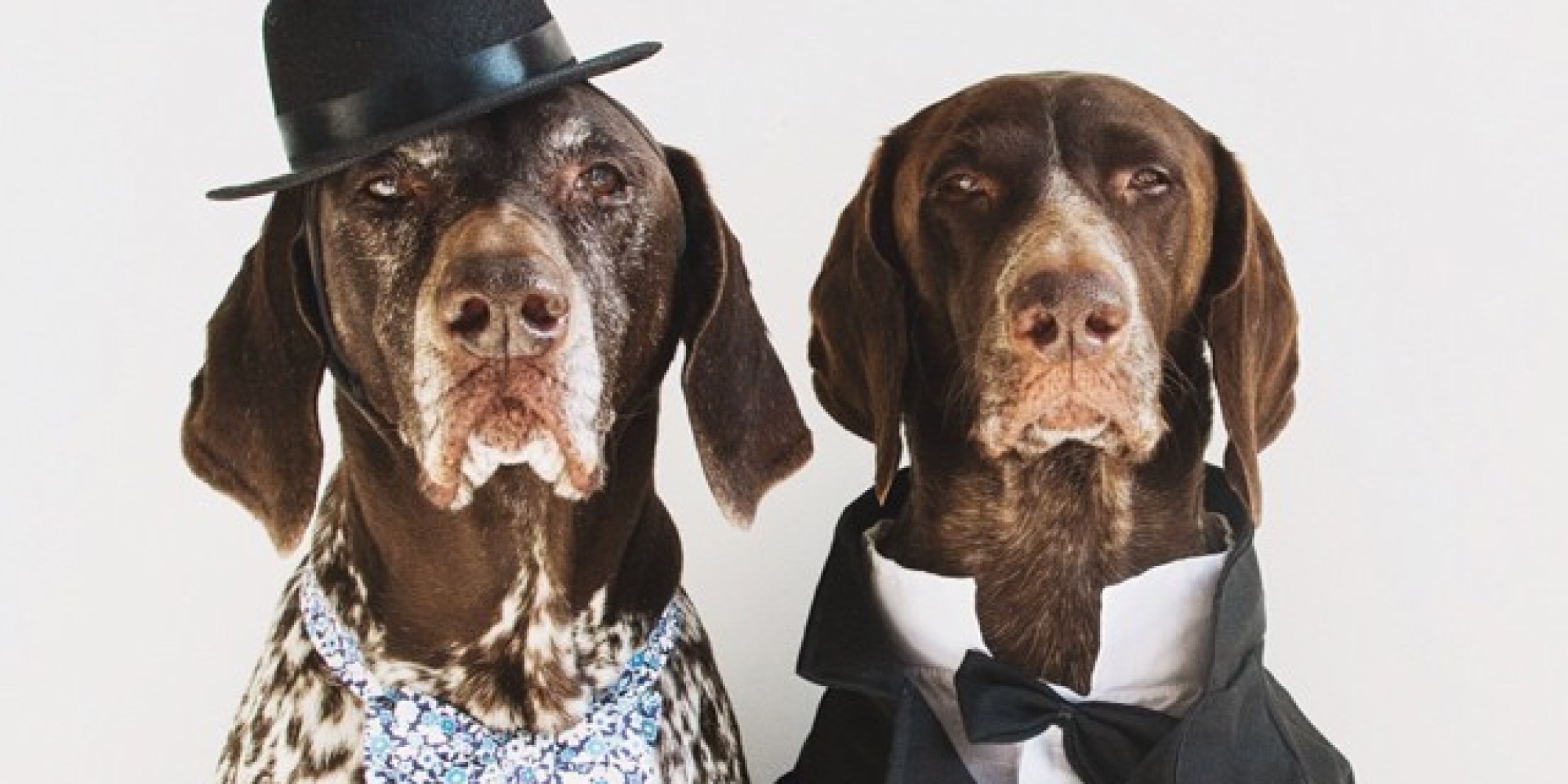 Resultado de imagen para German Shorthaired Pointer dog, wearing clothes cute