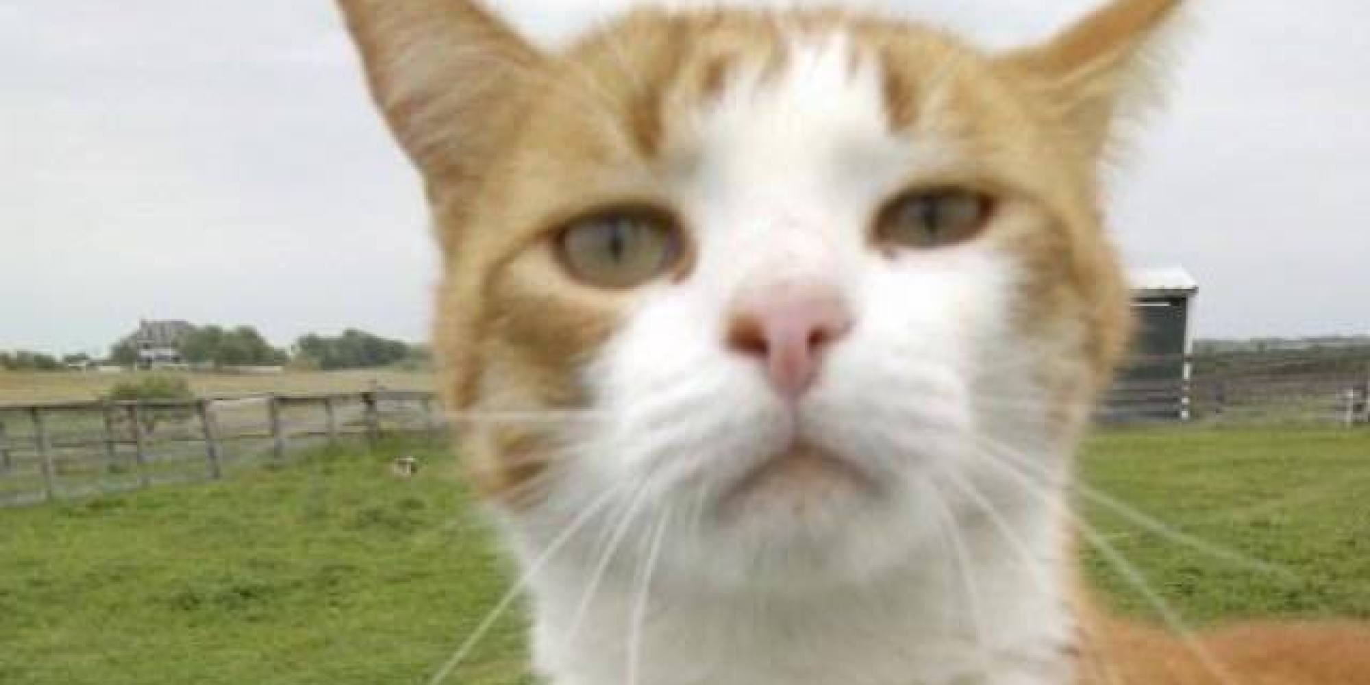 Vet Who Bragged About Killing Cat With Bow And Arrow Will Not Be