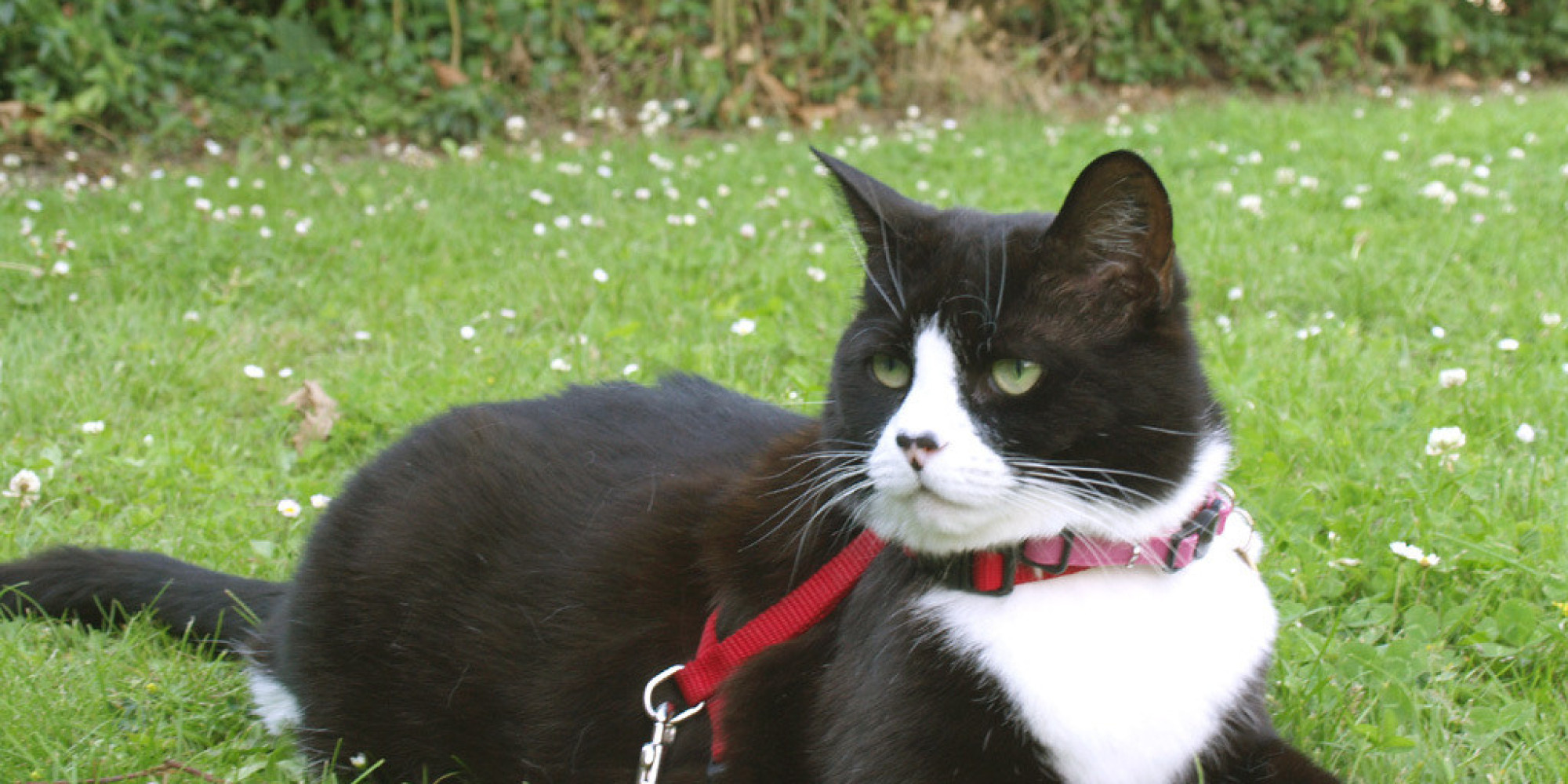 How To Walk Your Cat On A Leash, And Why You Should HuffPost