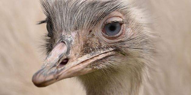 Escaped Giant Rhea Bird Can Disembowel A Human With One Strike | HuffPost