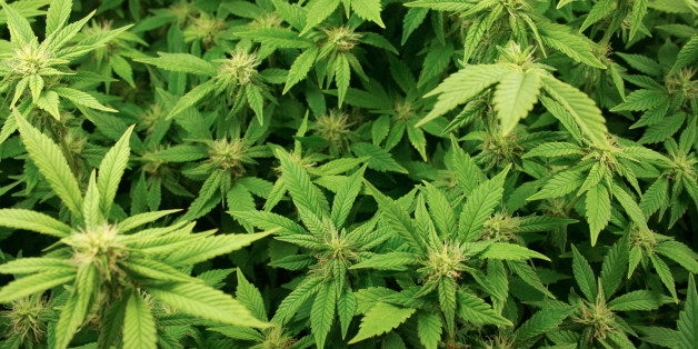 Alors que le royaume reste le premier exportateur mondial de cannabis, certains responsables politiques appellent à sa dépénalisation.
