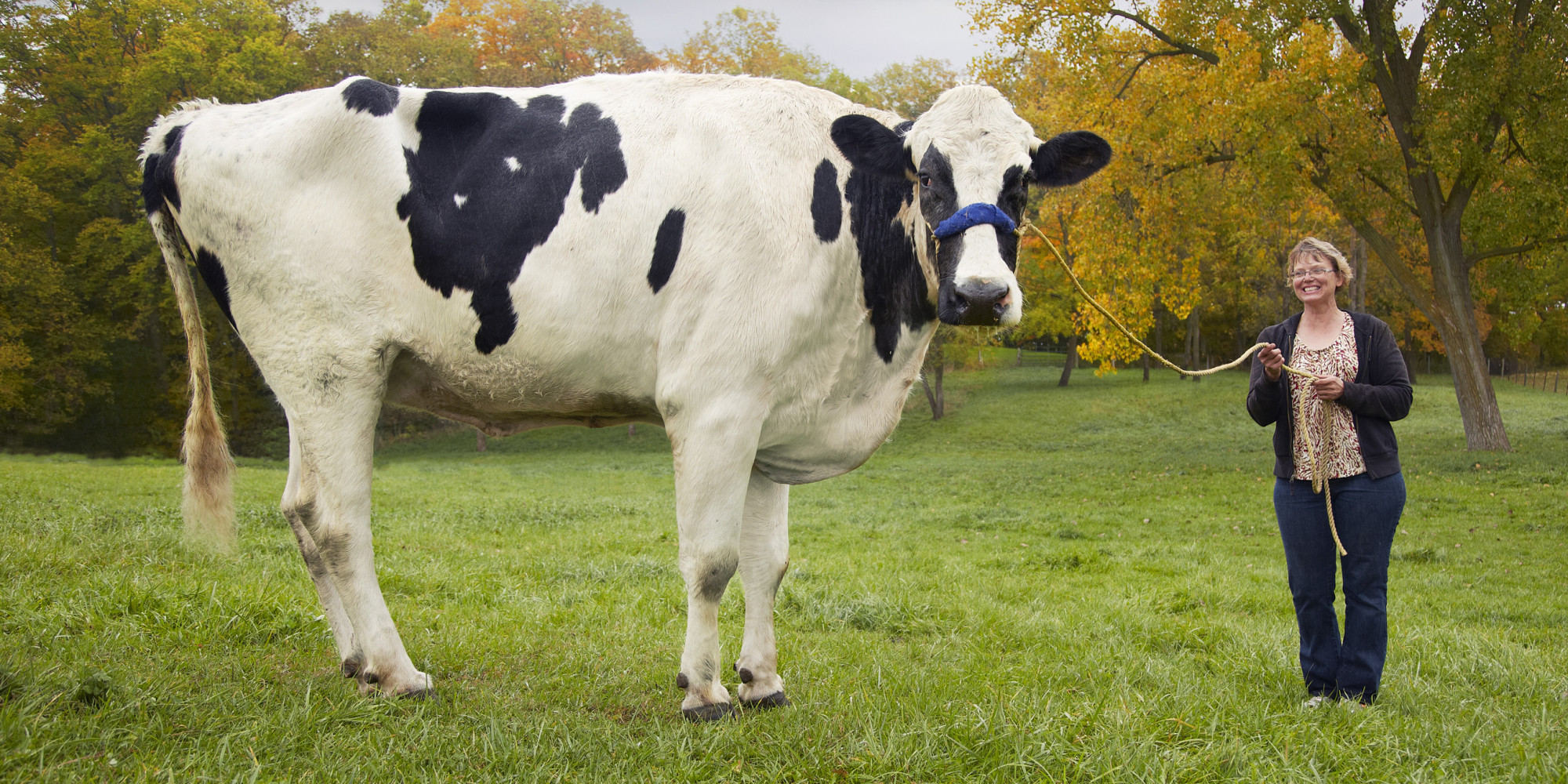 Here's Blosom, The Tallest Cow To Ever Live HuffPost