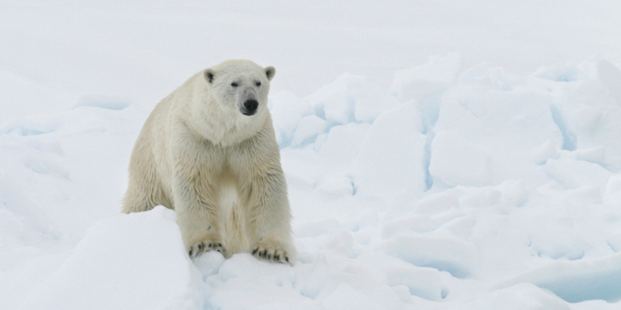 essays on global warming and polar bears Of 20 distinct polar bear populations polar bears and global warming [ if you wish to make a comment on this essay go to the blog entry. essays on global warming and polar bears Of 20 distinct polar bear populations polar bears and global warming [ if you wish to make a comment on this essay go to the blog entry.