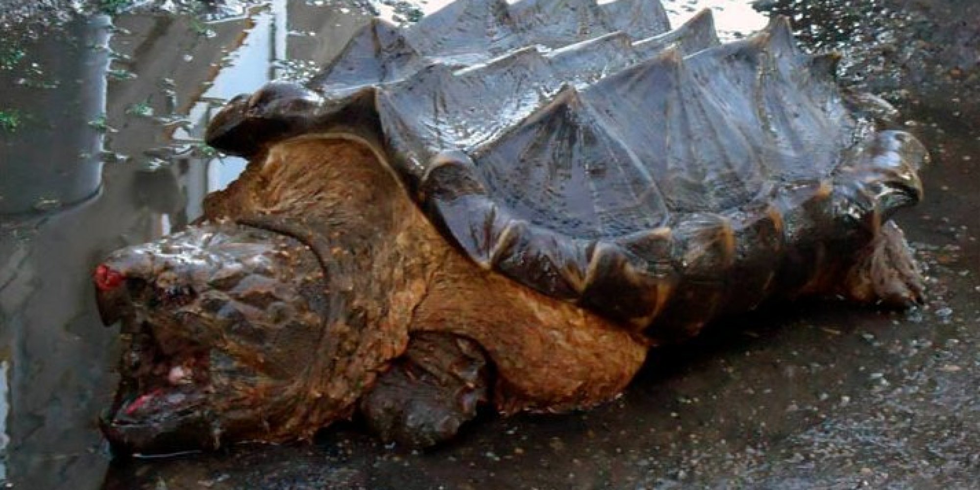 The 'Dinosaur Turtle' That Freaked Everyone Out Is An Alligator