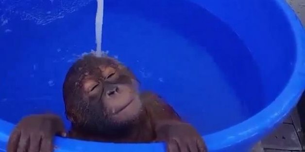 Ce bébé singe prend un bain qui en ferait rêver plus d'un