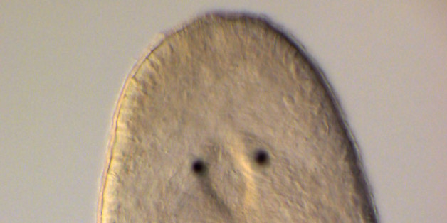 The flatworm Macrostomum hystrix has very large testes, which represent approximately 15% of the body volume (this image was stitched together from three separate images).