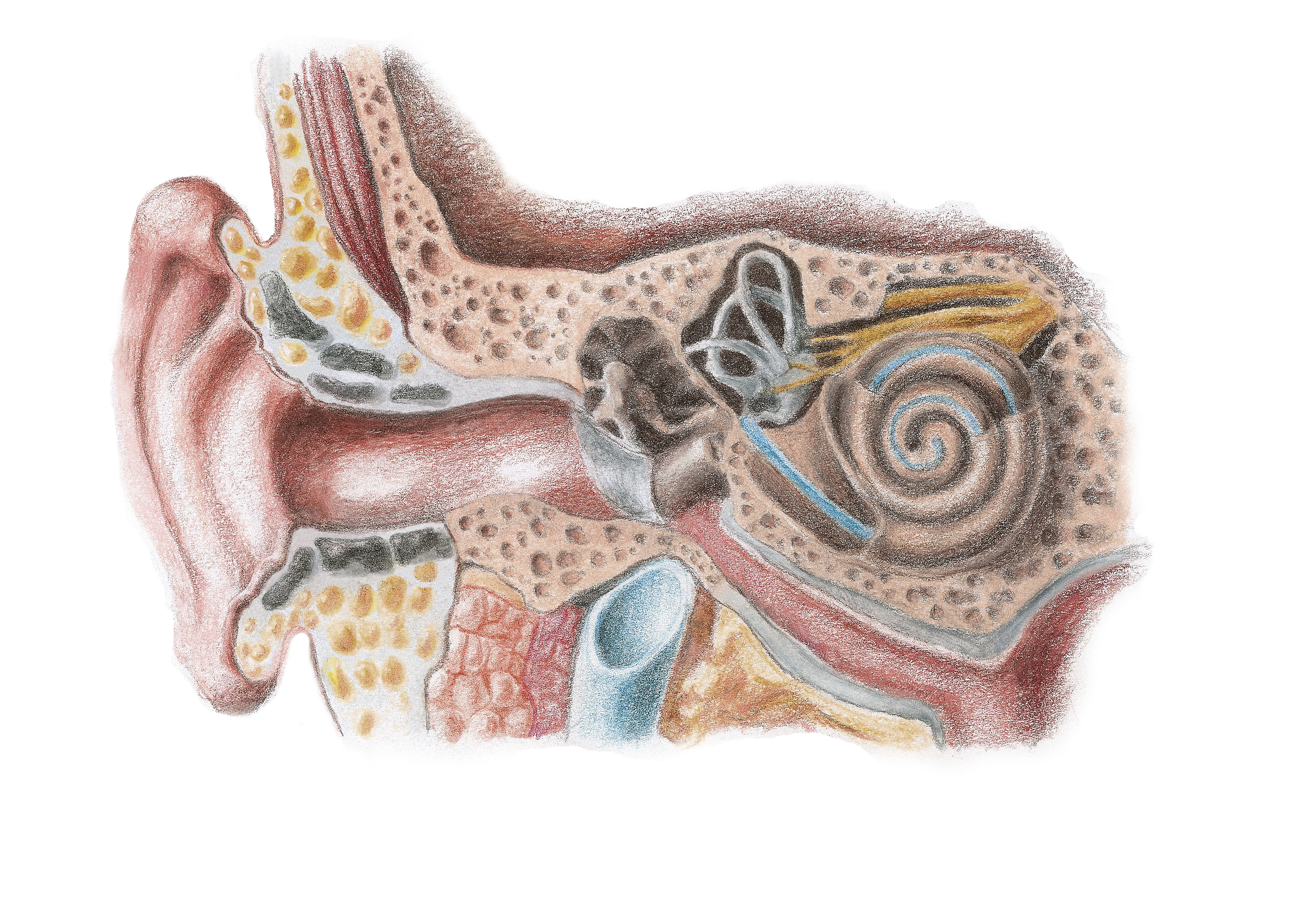 internal ear
