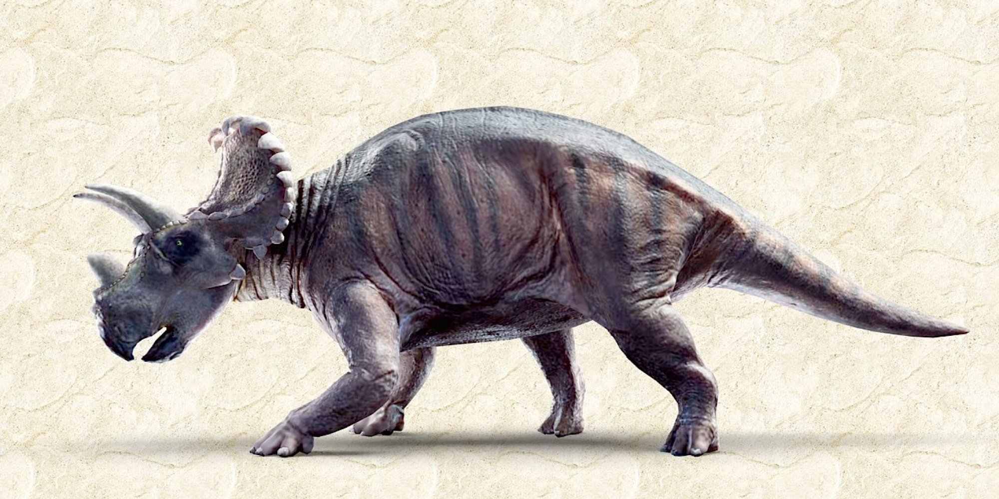 one horned triceratops