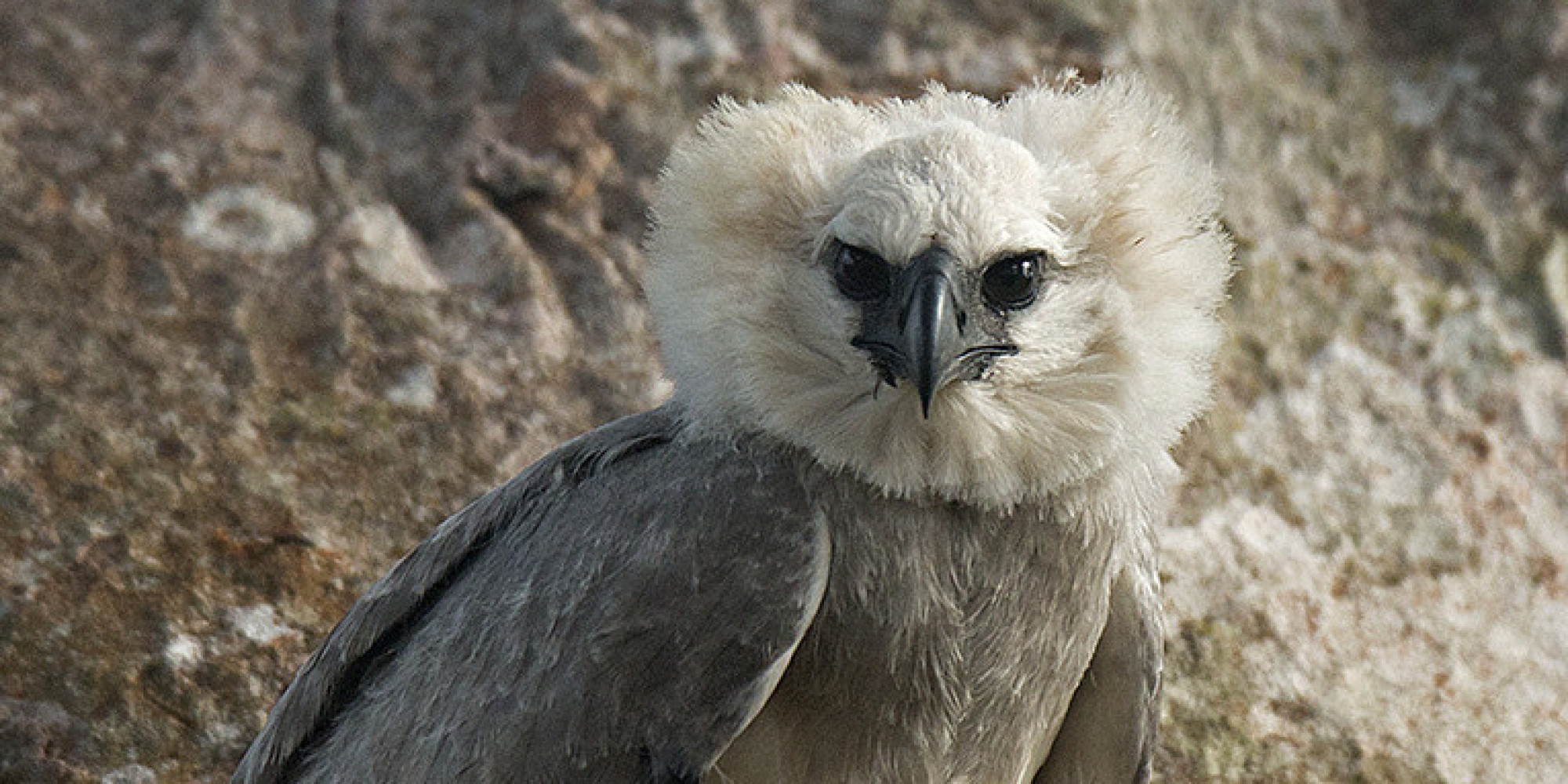 Rare Harpy Eagle Found in the Amazon | HuffPost