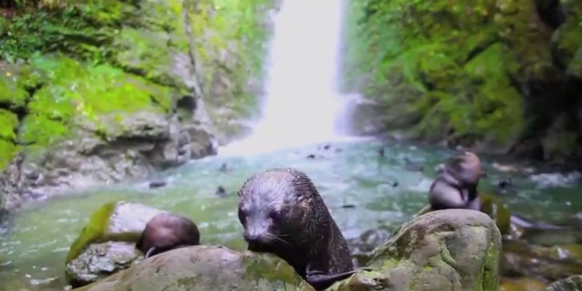 This Waterfall Is Filled With Hundreds Of Baby Seals Having An Epic