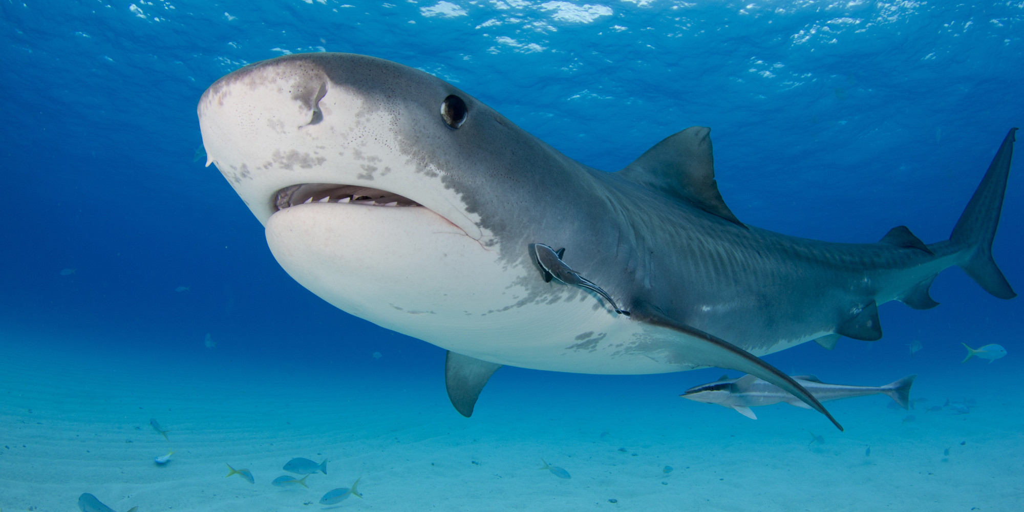 The Pros And Cons Of Shark Week -- If You're A Shark | HuffPost