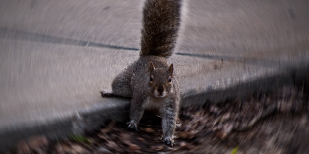 Acorn beer.