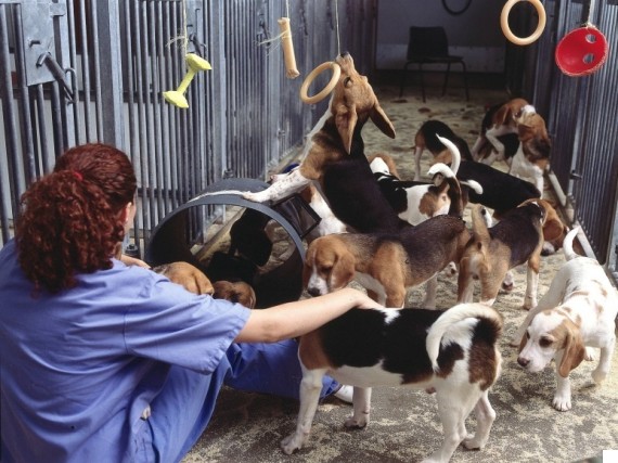 dog research