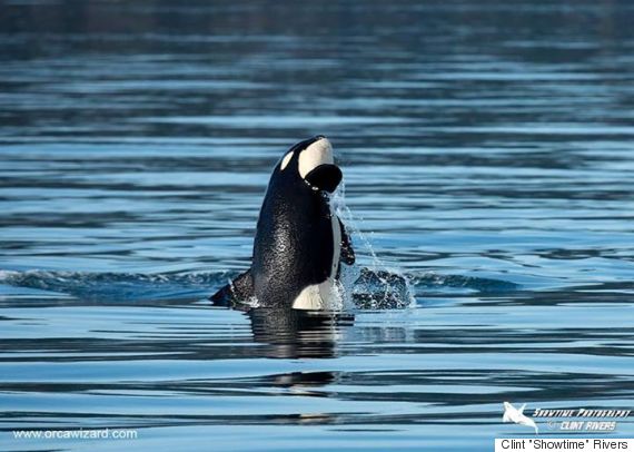 B.C. Orca Baby Shows Off Near Vancouver Island