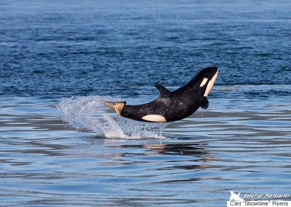 Bc Orca Baby Shows Off Near Vancouver Island Huffpost Canada