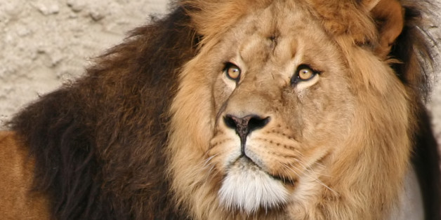 This image is in the public domain. Learn more about the lions of the world here: <a href="http://www.felinest.com/felidae-family-lions/" rel="nofollow">Meet the Felidae Family - Lions</a>.