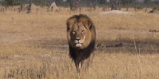 Le Zimbabwe restreint la grande chasse après la mort du lion Cecil