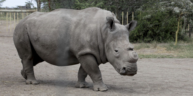 Il ne reste plus que 4 rhinocéros blanc du nord dans le monde