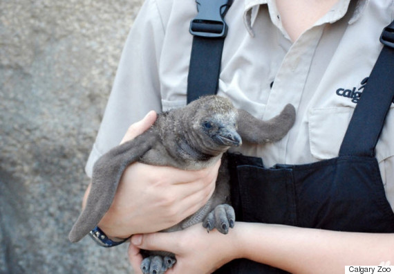 Calgary Zoo Welcomes Baby Humboldt Penguin | HuffPost Canada