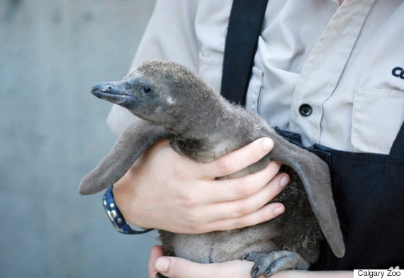 Calgary Zoo Welcomes Baby Humboldt Penguin | HuffPost Canada