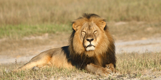In this undated photo provided by the Wildlife Conservation Research Unit, Cecil the lion rests in Hwange National Park, in Hwange, Zimbabwe. Two Zimbabweans arrested for illegally hunting a lion appeared in court Wednesday, July 29, 2015. The head of Zimbabweâs safari association said the killing was unethical and that it couldnât even be classified as a hunt, since the lion killed by an American dentist was lured into the kill zone. (Andy Loveridge/Wildlife Conservation Research Unit via AP)