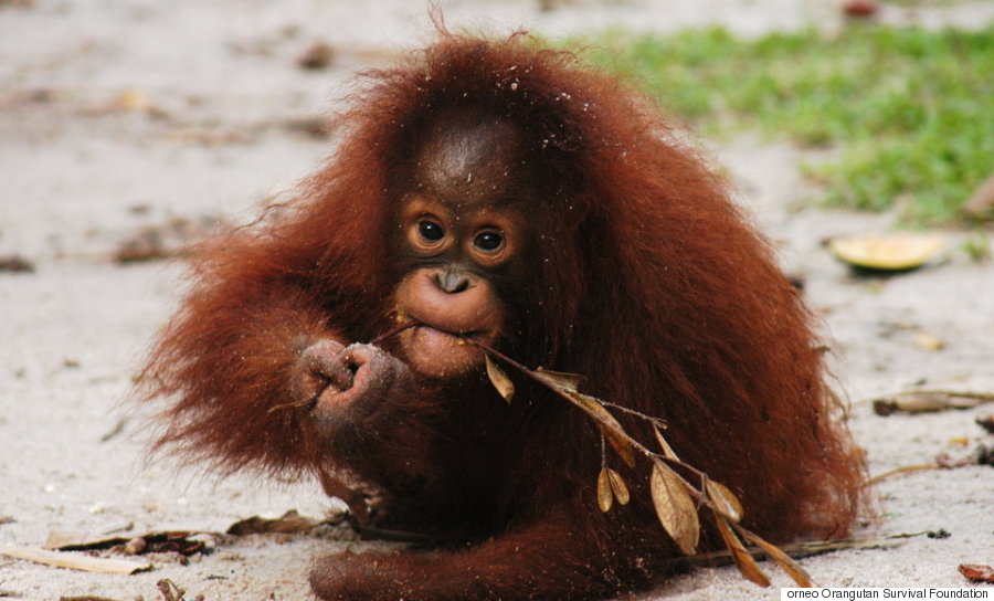 orangutan