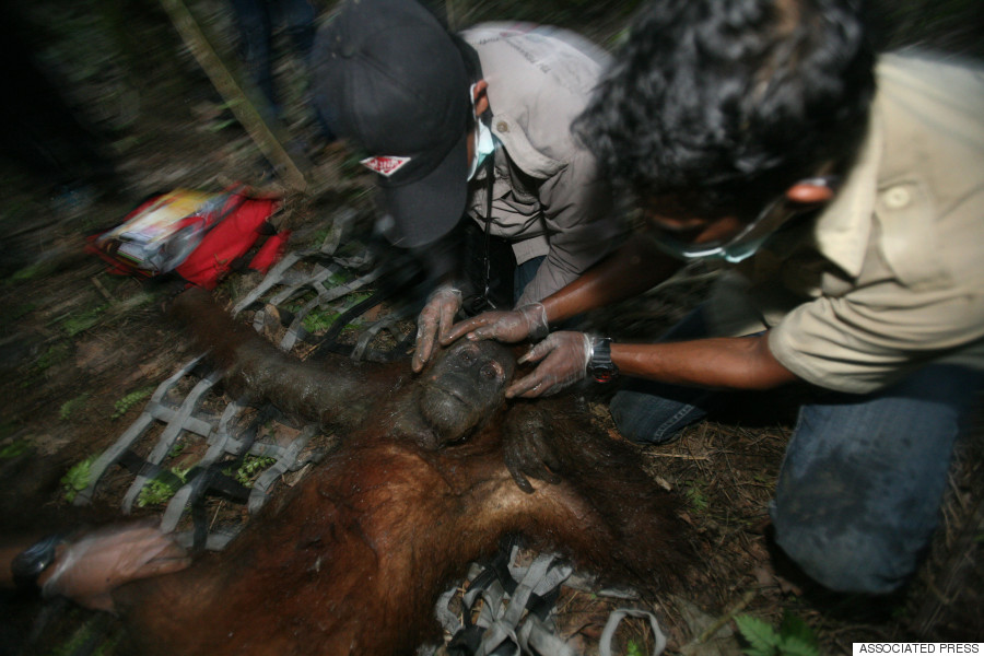 palm oil