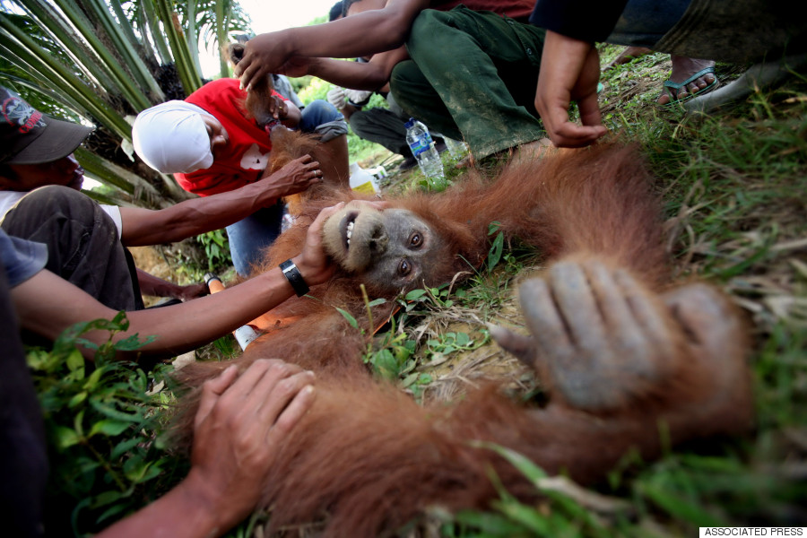 palm oil