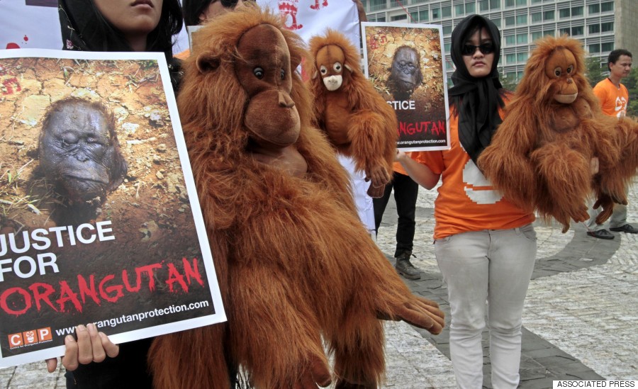 palm oil