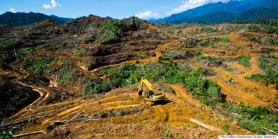 palm oil