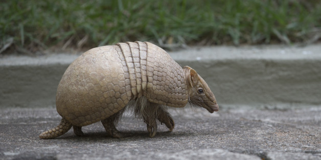 An armadillo, named Ana Botafogo in honor of the Brazilian dancer, walks in the Rio Zoo in Rio de Janeiro, Brazil, Wednesday, May 21, 2014. A Brazilian environmental group has launched an effort to save the endangered three-banded armadillo, the mascot for the World Cup that starts next month. The armadillo is in danger of extinction, largely because of deforestation and hunting in its habitat in the shrub lands of northeastern Brazil, according to the Caatinga Association. (AP Photo/Silvia Izq