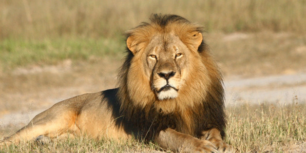 Löwe Cecil: NUn haben Wilderer auch seinen Bruder erschossen