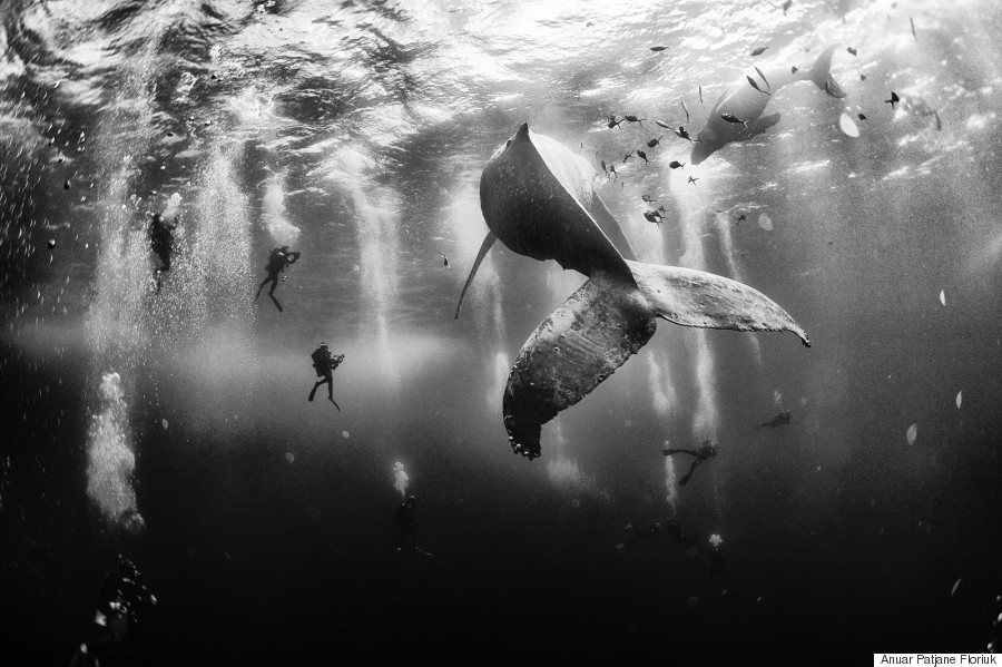 whale whisperer