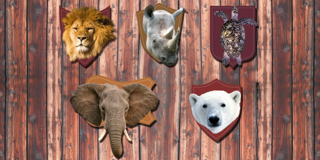 Ces animaux en danger qui sont toujours chassés
