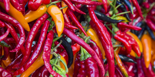 The chili pepper is the fruit of plants from the genus Capsicum, members of the nightshade family, Solanaceae. The term in British English and in Australia, New Zealand, India, Malaysia and other Asian countries is just chili without pepper. Chili peppers originated in the Americas. After the Columbian Exchange, many cultivars of chili pepper spread across the world, used in both food and medicine. These chili peppers arrived in Asia by the hand of the Portuguese navigators during the 16th centu