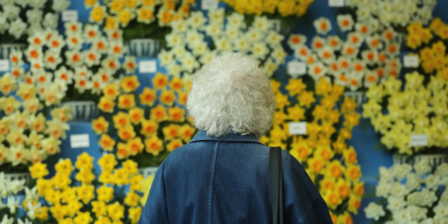 HARROGATE, ENGLAND - APRIL 25: A woman views a display of daffodils on show at the Harrogate Spring Flower Show on April 25, 2013 in Harrogate, England. Over 100 nurseries are staging displays of their flowers and plants at the Harrogate Spring Show organised by the north of England Horticultural Society. The premier gardening event of the north attracts thousands of horticulturalists to view it's show gardens and Spring floral displays. (Photo by Christopher Furlong/Getty Images)