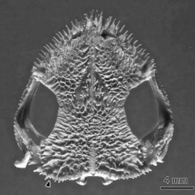 corythomantis greeningi