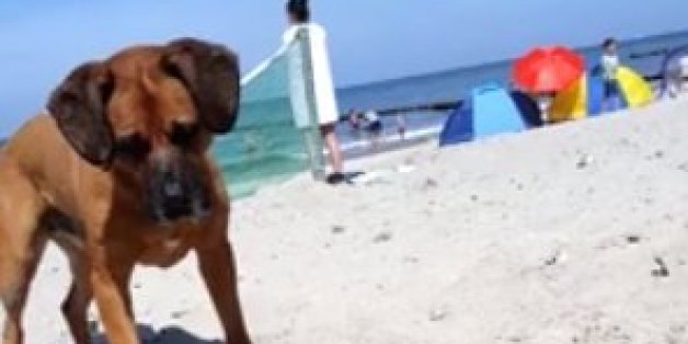Polizist in Berlin erschießt freilaufenden Hund