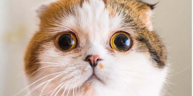 Katzen haben auch Gefühle