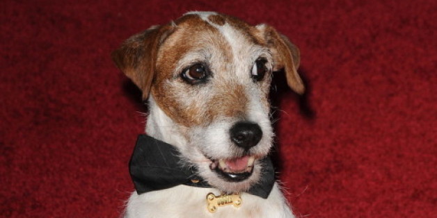 Filmhund Uggie ist gestorben