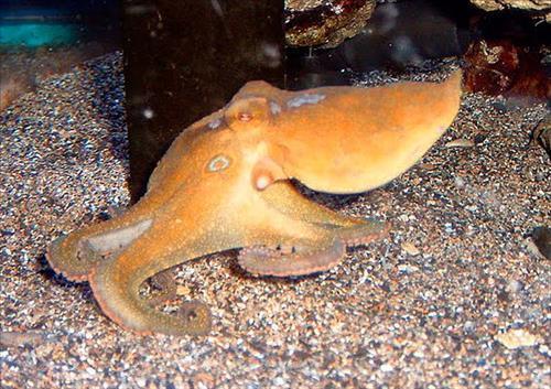 twospot octopus